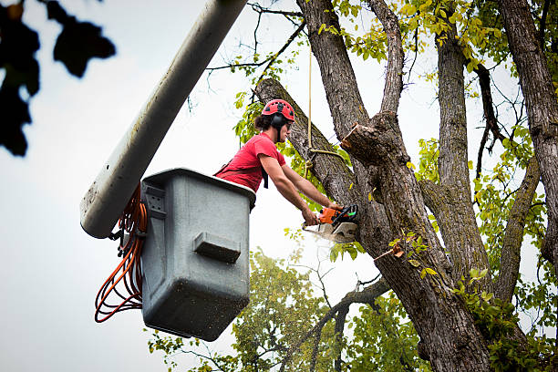 Best Tree Trimming Near Me  in USA